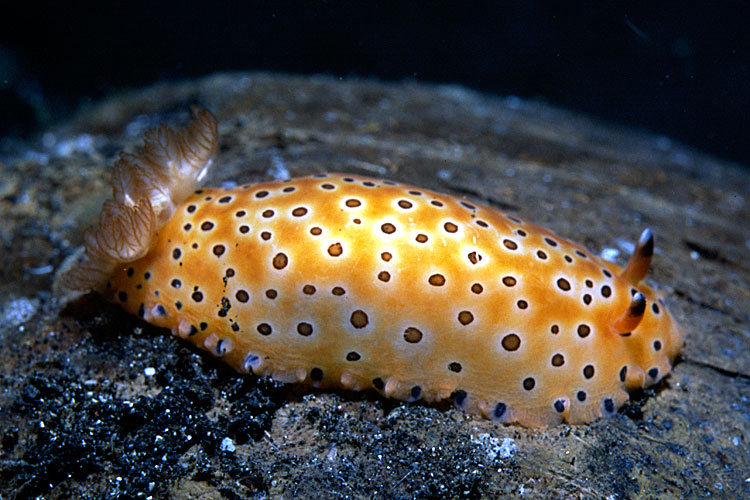 Dendrodoris guttata